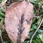 Magnolia denudata Leaf