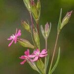 Silene muscipula Fula