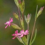 Silene muscipula 花