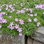 Phlox diffusa 整株植物