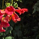 Campsis radicansFiore