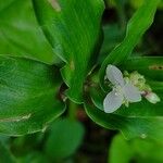 Callisia serrulata Folla