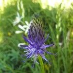 Phyteuma betonicifolium Flor