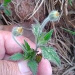 Tridax procumbens Лист