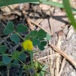 Medicago littoralis 葉