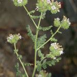 Phacelia ramosissima 形態