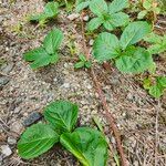 Rubus hispidus Yaprak