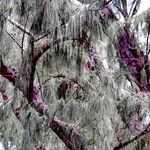 Casuarina equisetifolia Natur