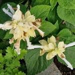 Salvia splendens Fiore