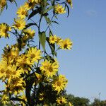 Helianthus grosseserratus പുഷ്പം