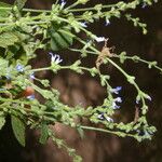 Salvia occidentalis Habit