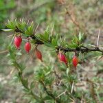 Berberis mucrifolia Altul/Alta