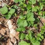 Geum macrophyllum Blatt