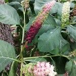 Phytolacca esculenta Квітка