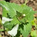 Lamium bifidum Altul/Alta