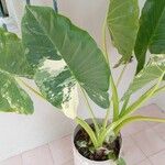 Philodendron giganteumLapas