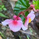 Begonia fischeri Кветка