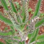 Kalanchoe daigremontiana ഇല