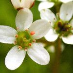 Micranthes californica Flor