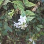 Abelia × grandiflora Blomst