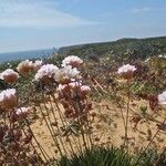 Armeria pungens 花