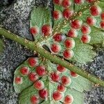 Dryopteris erythrosora Fruit