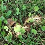 Dichondra carolinensis Feuille