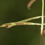 Paspalum repens Vili