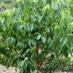 Cinnamomum verum Folha