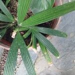 Asplundia insignis Hoja