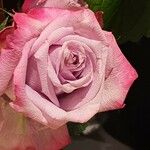 Rosa ferruginea Květ