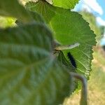 Triumfetta rhomboidea Leaf