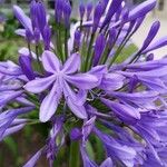 Agapanthus praecoxBloem