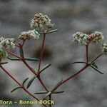 Chaetonychia cymosa Otro