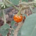 Solanum burchellii 果實
