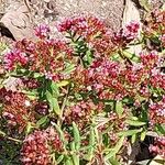 Crassula sarcocaulis Flower