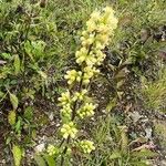 Solidago bicolor Bloem