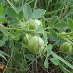 Medicago scutellata Frugt