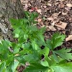 Apium graveolens Leaf