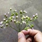 Cyanthillium cinereum Fleur