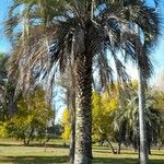 Butia yatay Habitat