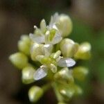 Allium tricoccum फूल