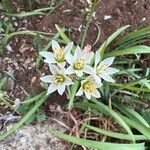 Nothoscordum gracile പുഷ്പം