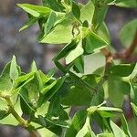 Euphorbia peplus 花