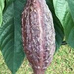 Theobroma cacao Ffrwyth