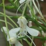 Habenaria procera