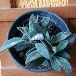 Kalanchoe tomentosaLeaf