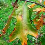 Quercus pagoda Leaf