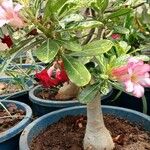 Adenium multiflorum Цвят