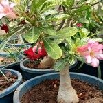 Adenium multiflorum പുഷ്പം